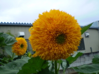 080901blog0000.JPG