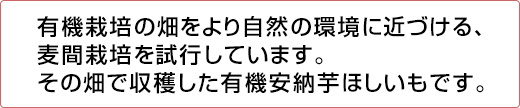 有機栽培の畑をより自然の環境に近づける麦間栽培を試行しています。その畑で収穫した有機安納芋ほしいもです。