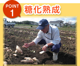 POINT1 糖化熟成