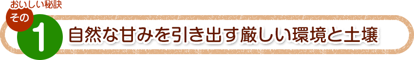 その１　自然な甘みを引き出す厳しい環境と土壌